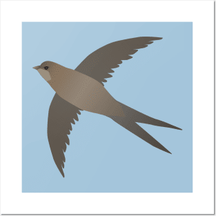 Common swift flying in the air Posters and Art